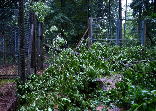 Schwedischer Baum